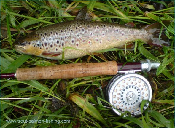Avon Brown Trout