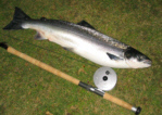 salmon fishing - salmon