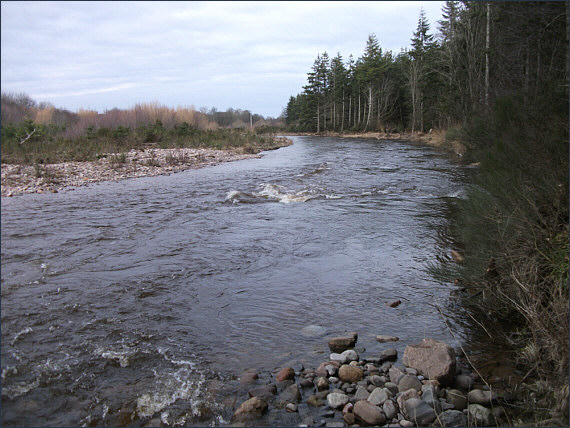 The Pine trees, Nairn Angling Association