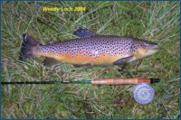 Trout from Weedy Loch 2004