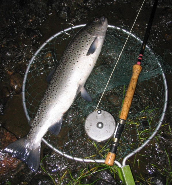 Sea Trout Fishing on the River Spey