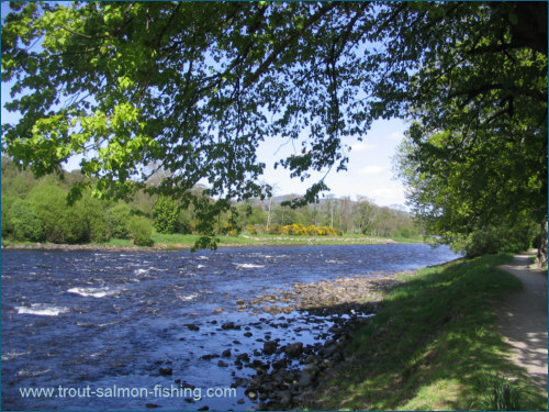 Aberlour Angling Association, River Spey