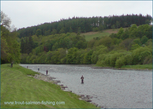 Salmon fly fishing, Aberlour, River Spey
