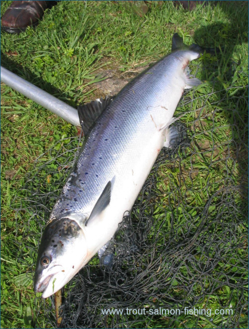 Spey spring salmon