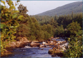 River Alness Fishing