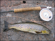 Brown Trout Fishing, Wester Ross