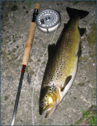 brown trout