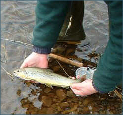 Carron Brown Trout