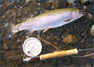 Rainbow Trout from Carron Valley