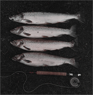 Endrick Sea Trout