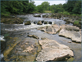 Trout  Fishing South Scotland
