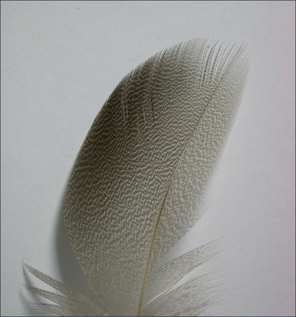Bronze mallard shoulder feather