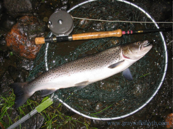 Spey Sea Trout taken on a Needle Tube Fly
