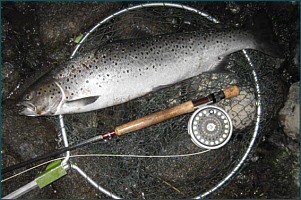 Sea Trout on a Needle Tube Fly