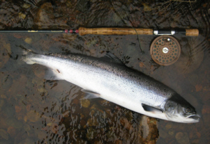 Salmon caught on a tube fly