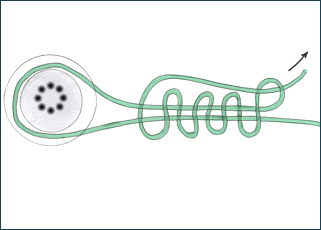 The Reel Knot