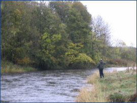 River Allan - salmon fishing