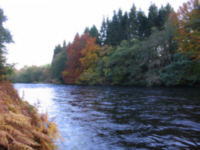 salmon fishing river