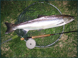 River Spey Salmon