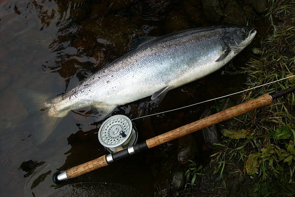 South Tyne Salmon Taken on a Needle Tube