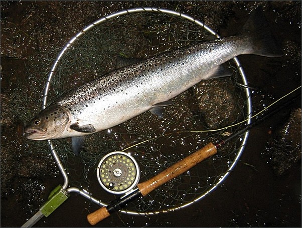 Spey sea trout