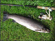 Sea Trout Spinning