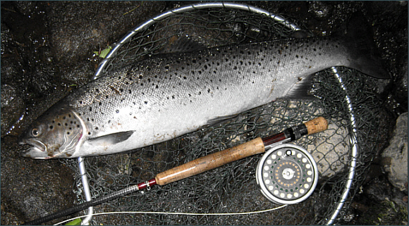Sea Trout Fishing