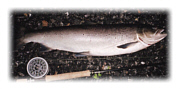 Sea Trout Fishing