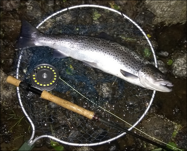 Spey sea trout taken on a Needle Tube Fly with free swinging single hook