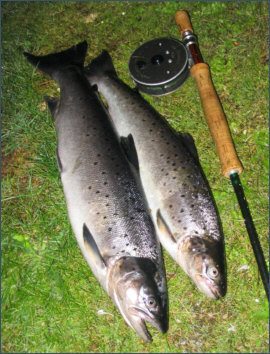 Spey sea trout