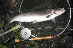 Spey sea trout