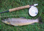 Scottish Brown Trout