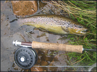 trout fly fishing