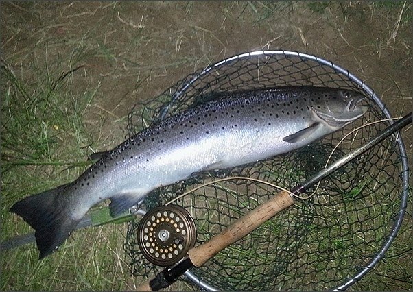 Grantown Angling Association sea trout