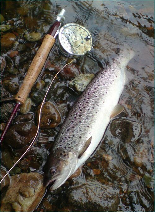 Avon Sea Trout