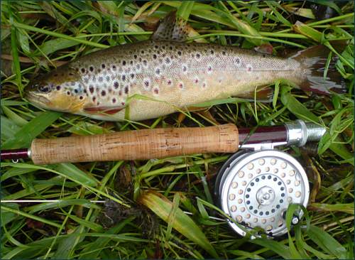 Avon Brown Trout