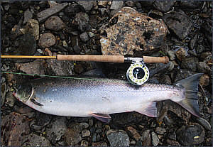 10.5 kilo Norwegian salmon