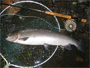 Sea Trout