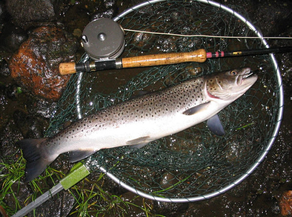 Spey Sea Trout