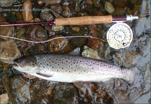 River Avon Sea Trout