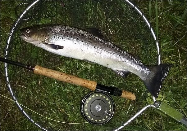 Border Esk sea trout caught on a Tingler needle tube fly