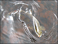 brown trout fly fishing