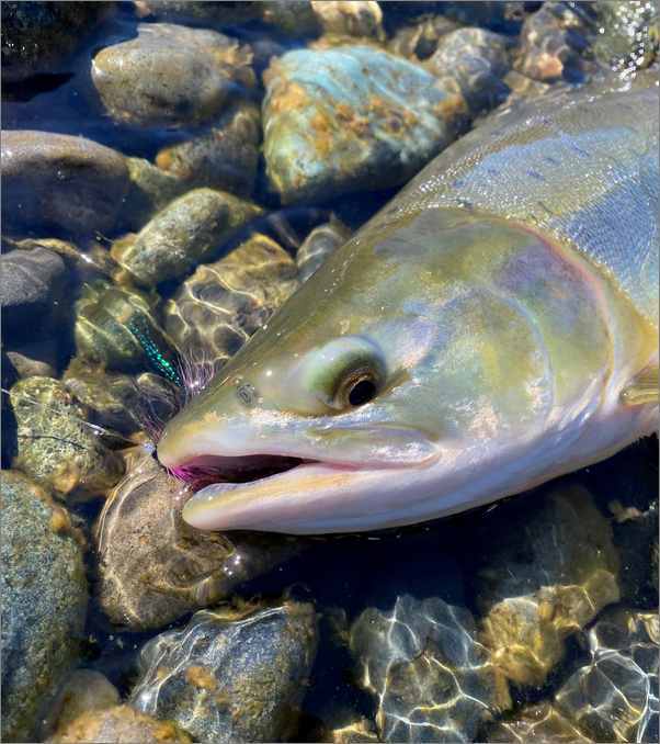 Pink salmon hooked on a Needle Tube Fly