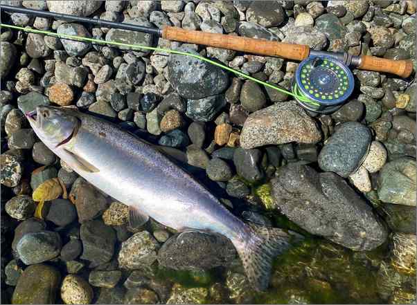 Campbell River Pink salmon