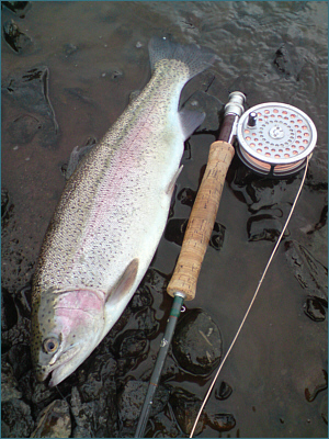 Carron Valley Rainbow Trout