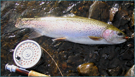 Carron Valley Rainbow Trout