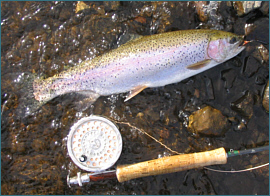 Carron Valley Rainbow Trout