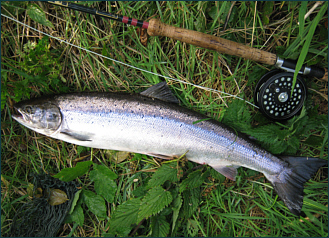 A Grilse from the Nairn A.A. water