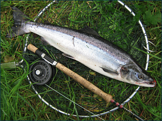 A September grilse from the River Nairn