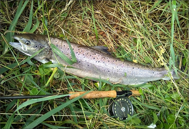 Eamont salmon caught on a Tingler Tube Fly
